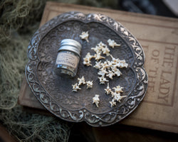 7 Rattlesnake Vertebrae - Ethically Sourced
