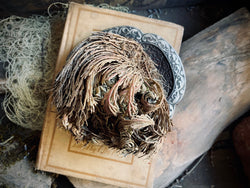 Rose of Jericho Plant | Resurrection Plant
